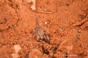 Kleiner Skorpion